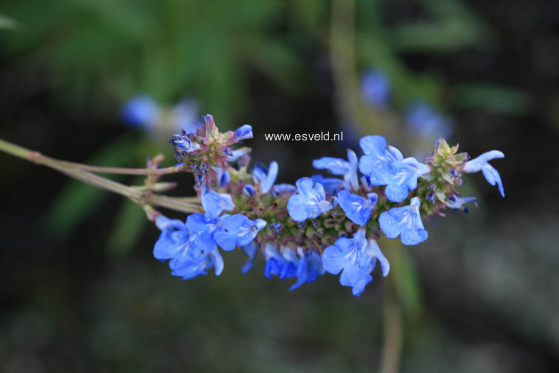 Salvia uliginosa 'Ballon Azul'