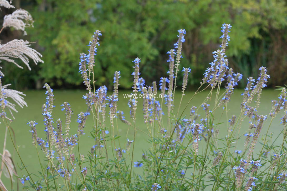 Salvia uliginosa 'Ballon Azul'