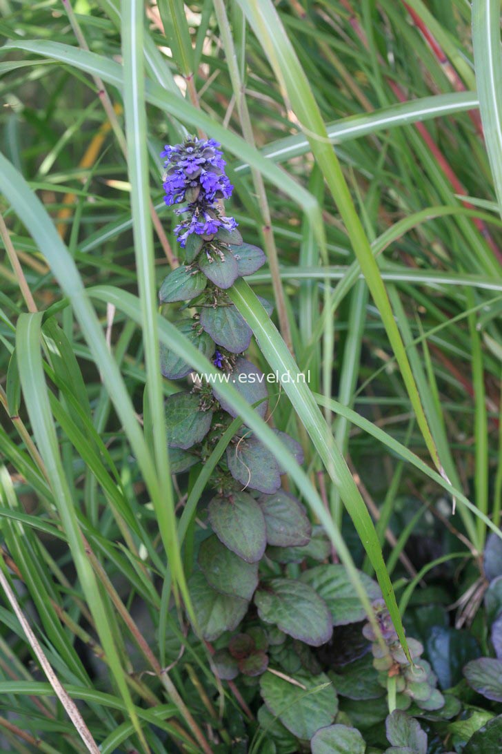 Ajuga reptans 'Catlin's Giant'