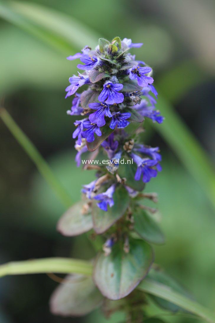 Ajuga reptans 'Catlin's Giant'