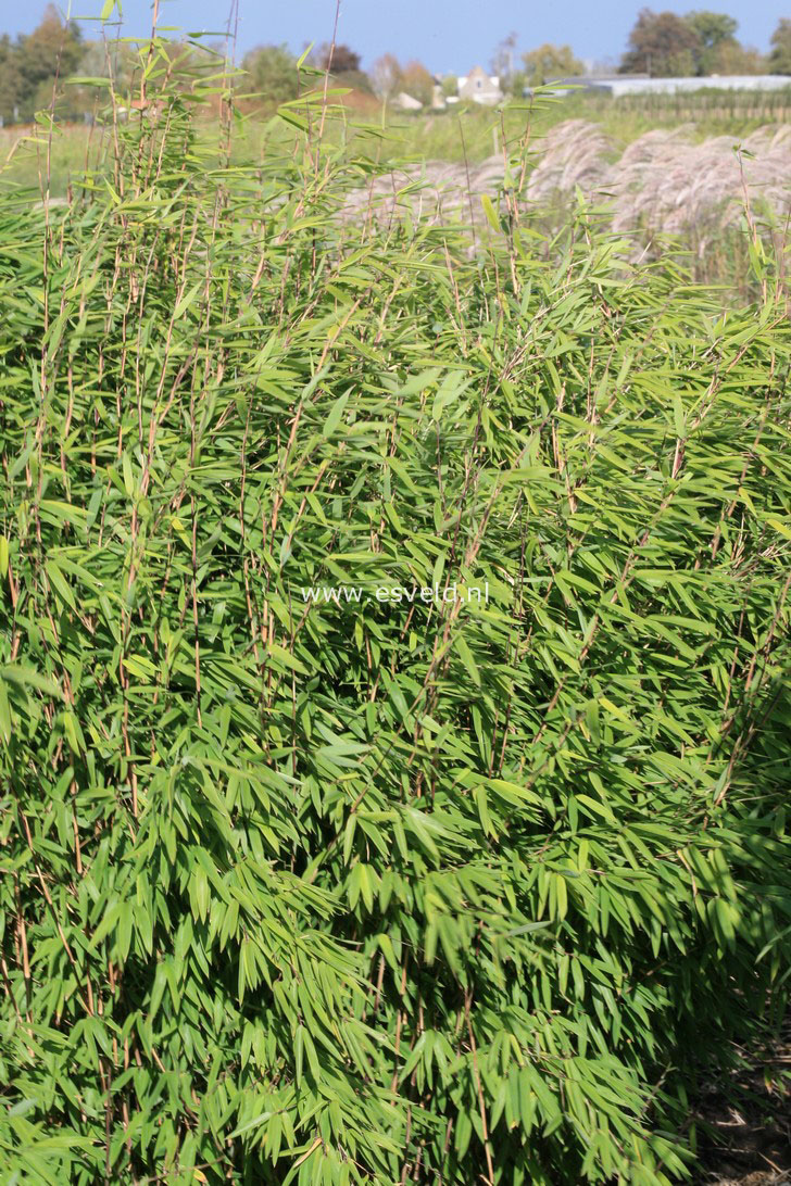 Fargesia nitida 'Volcano'