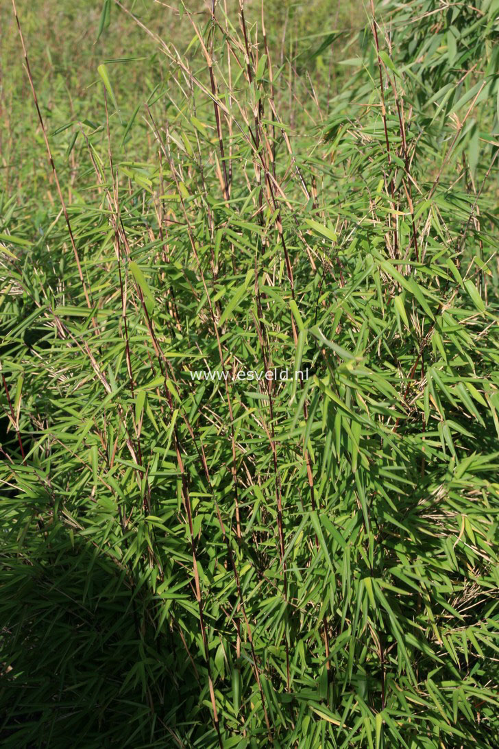 Fargesia nitida 'Shadow Light'