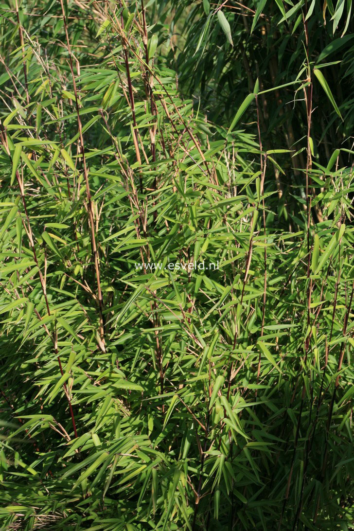 Fargesia nitida 'Shadow Light'