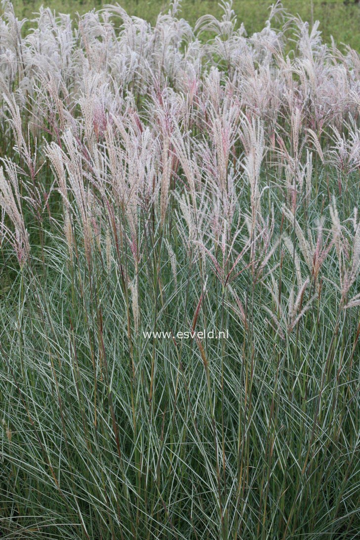 Miscanthus sinensis 'Kleine Silberspinne'