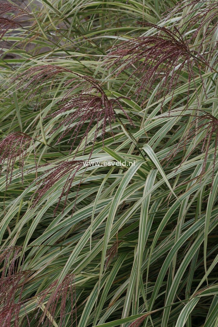 Miscanthus sinensis 'Variegatus'