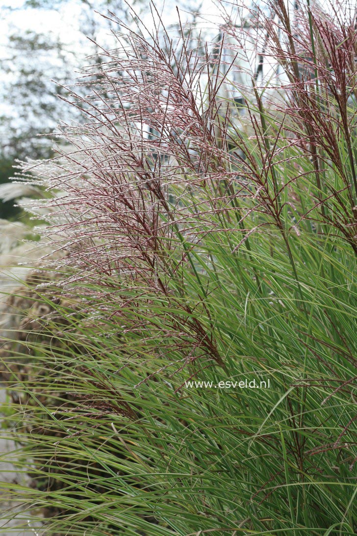 Miscanthus sinensis 'Morning Light'