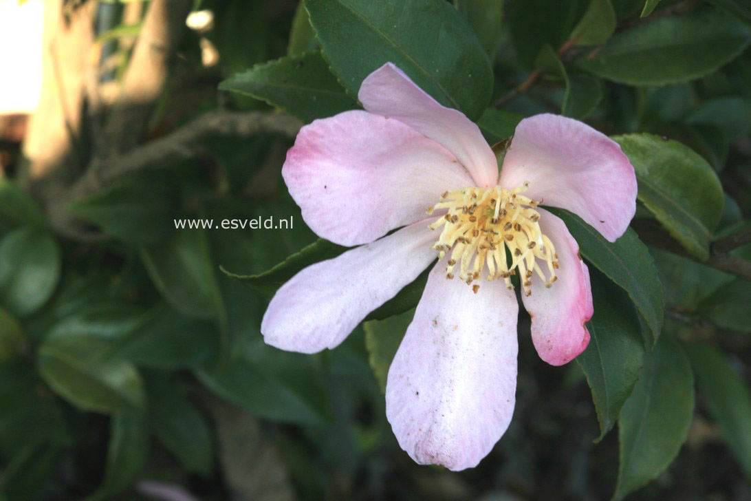 Camellia sasanqua 'Maiden Blush'