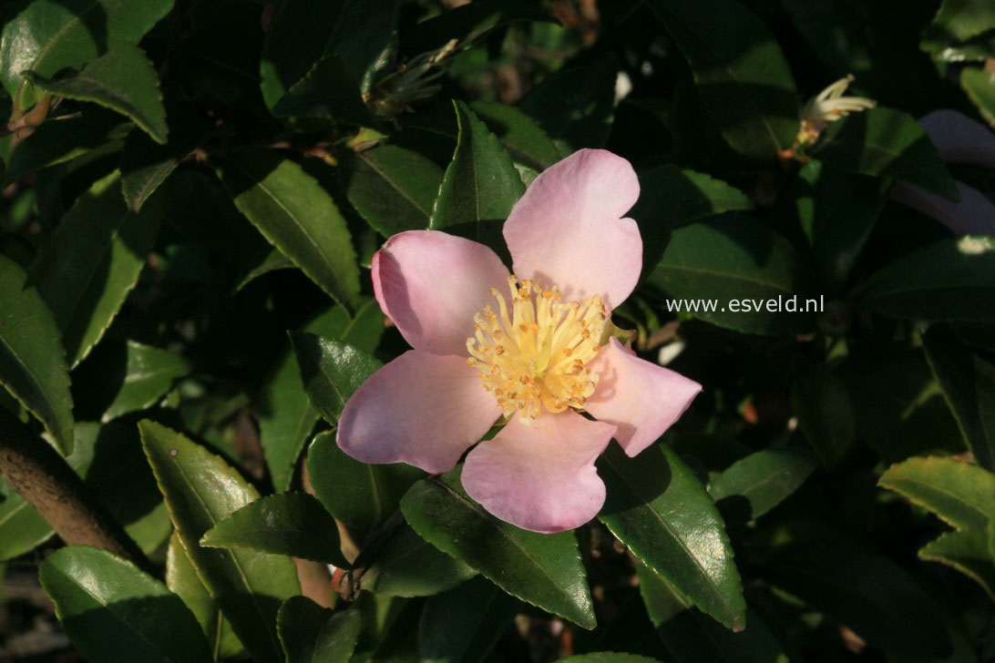 Camellia sasanqua 'Maiden Blush'