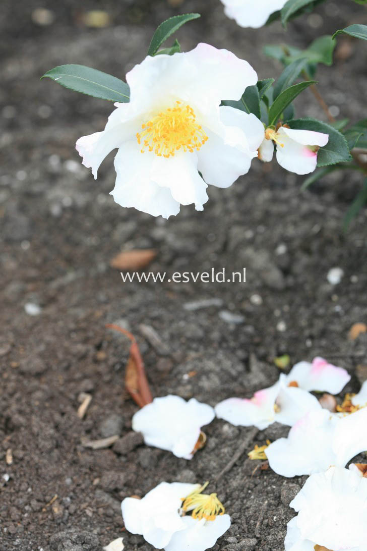 Camellia sasanqua 'Hino de gumo'