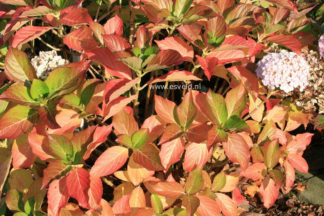 Hydrangea macrophylla 'Trebah Silver'