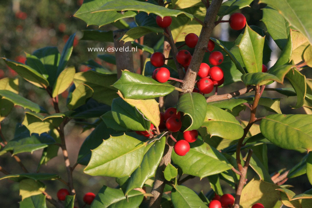 Ilex opaca 'Clarissa'