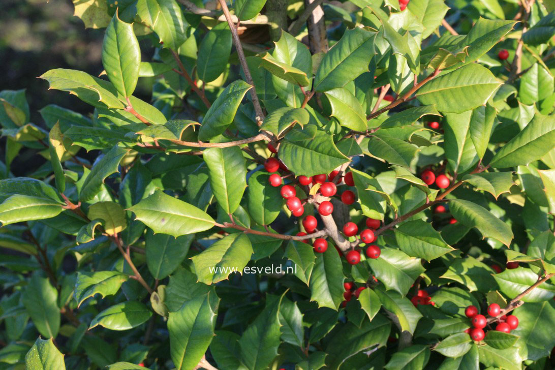 Ilex opaca 'Clarissa'