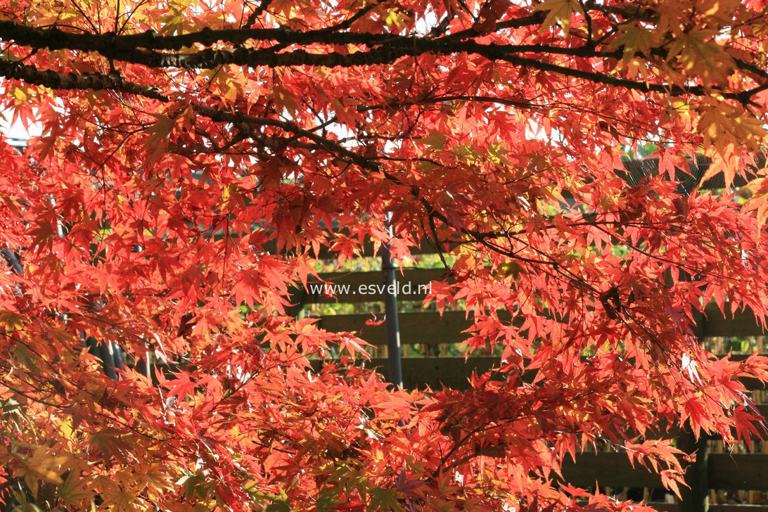 Acer palmatum 'Nishiki gawa'