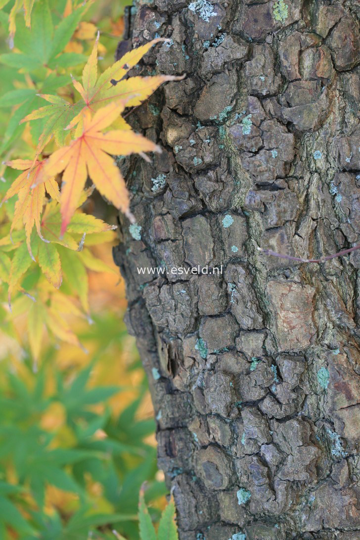 Acer palmatum 'Nishiki gawa'