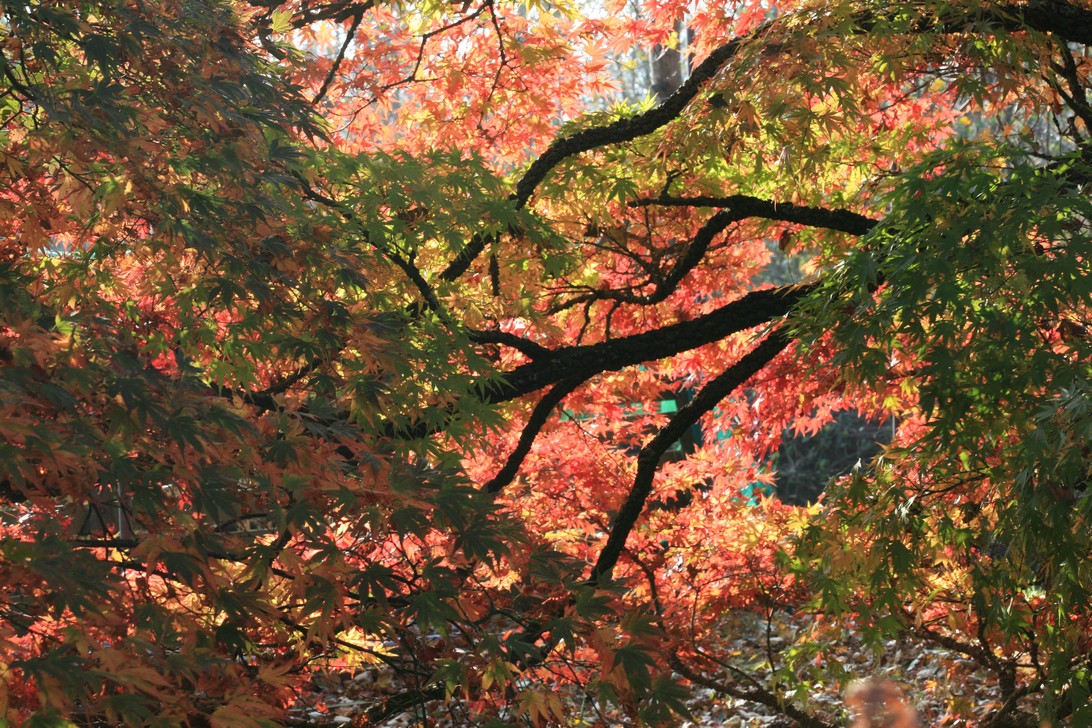 Acer palmatum 'Nishiki gawa'