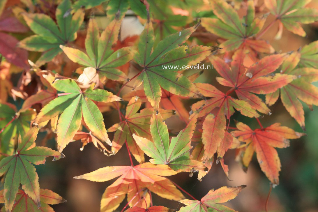 Acer pubipalmatum