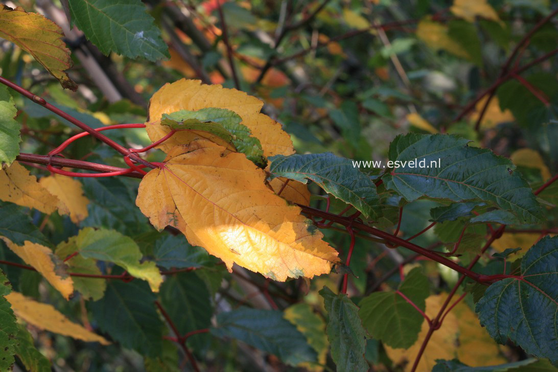 Acer davidii 'George Forrest'