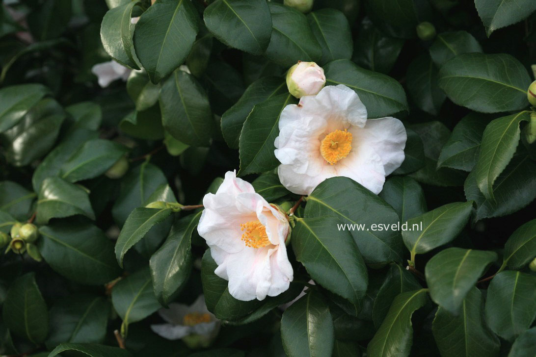 Camellia japonica 'Adelina Patti'