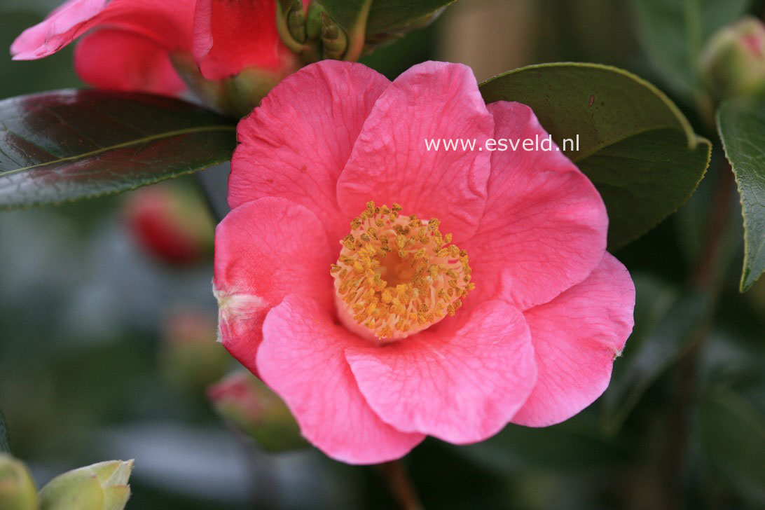 Camellia williamsii 'St. Ewe'