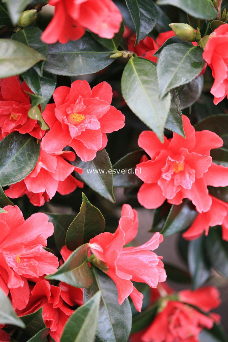 Camellia 'Freedom Bell'
