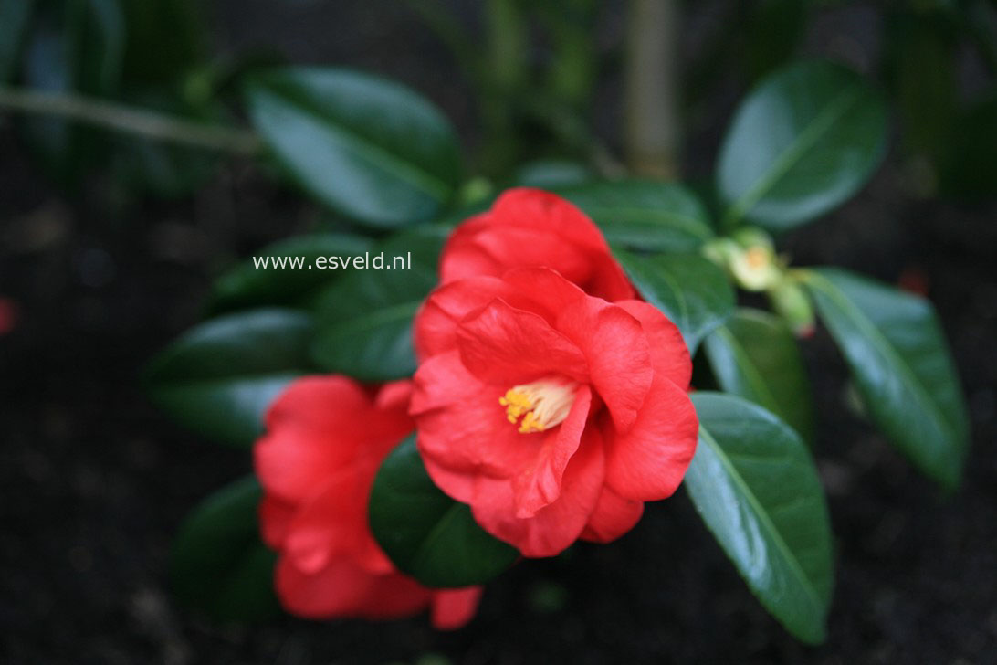 Camellia japonica 'Flame'