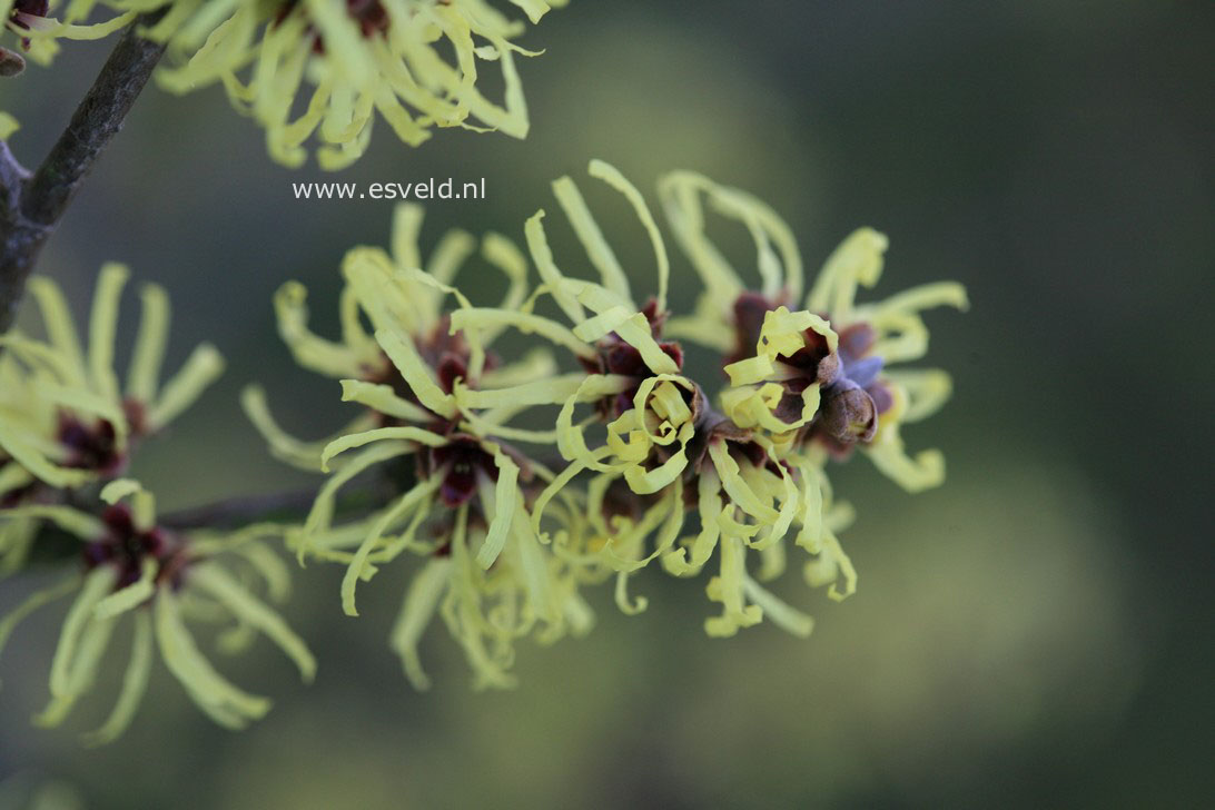 Hamamelis intermedia 'Sunburst'