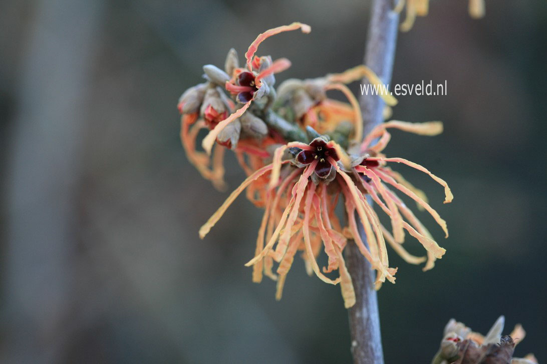 Hamamelis intermedia 'Aurora'