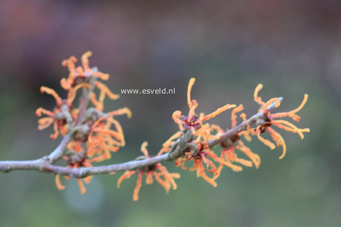 Hamamelis intermedia 'Vesna'