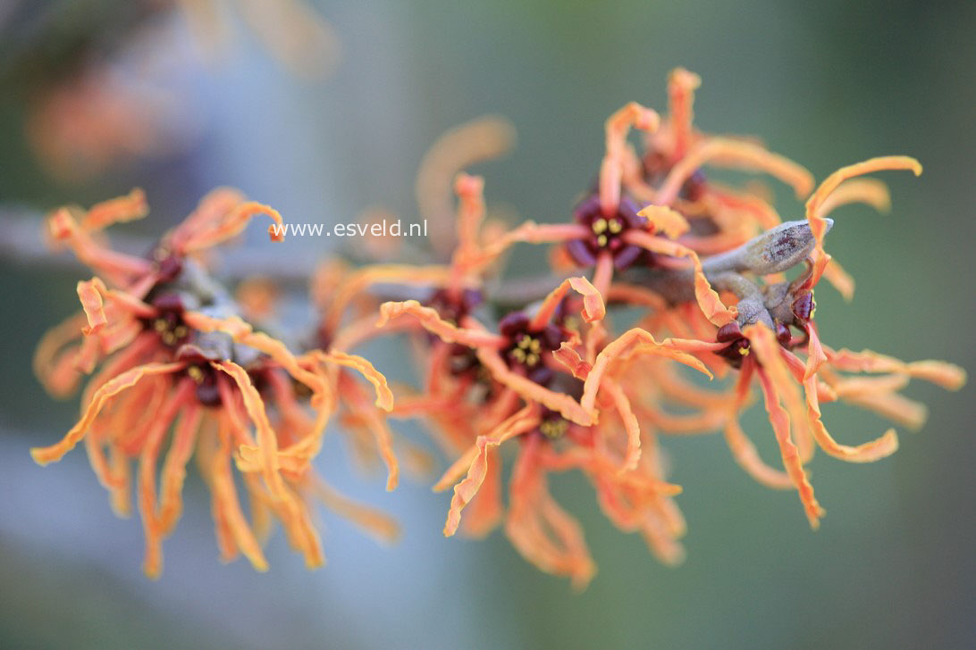 Hamamelis intermedia 'Vesna'