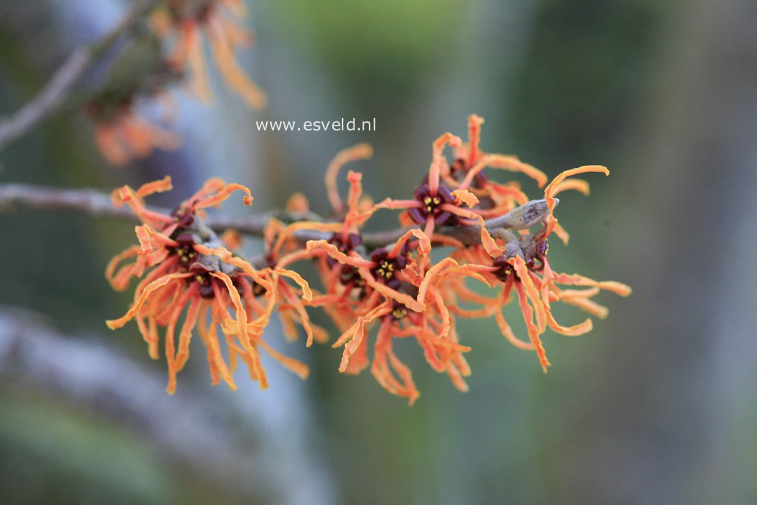 Hamamelis intermedia 'Vesna'