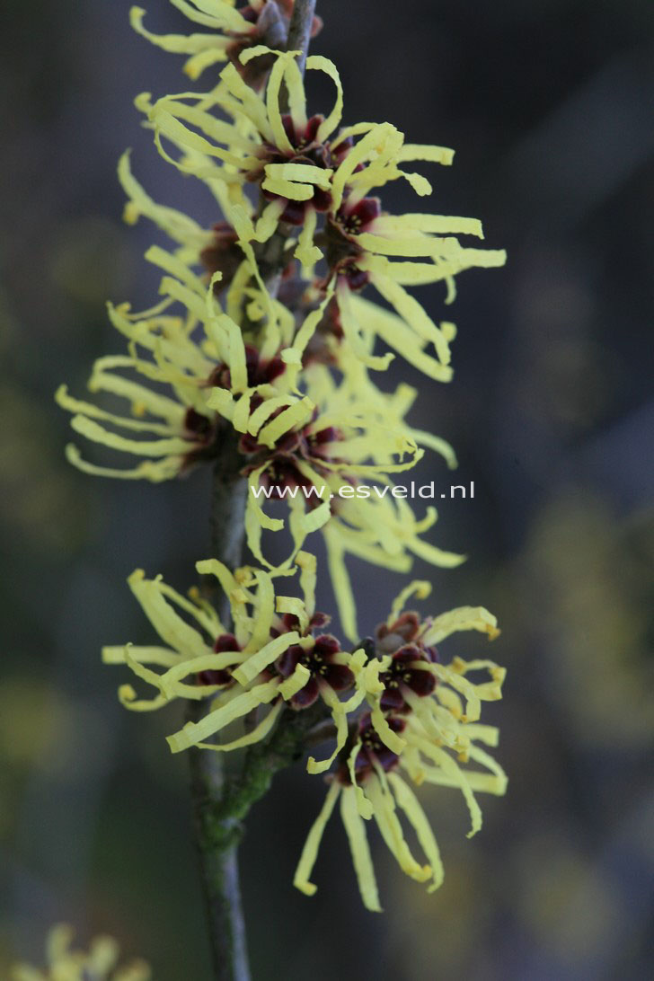 Hamamelis intermedia 'Sunburst'