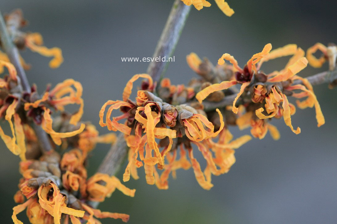 Hamamelis intermedia 'Orange Peel'
