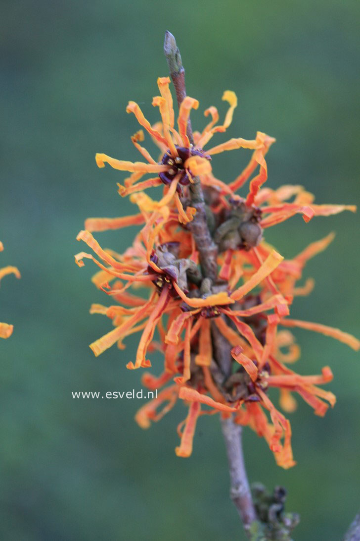 Hamamelis intermedia 'Aphrodite'