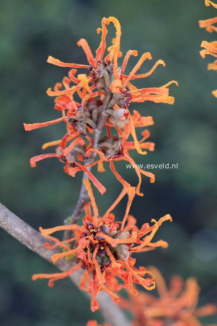 Hamamelis intermedia 'Aphrodite'