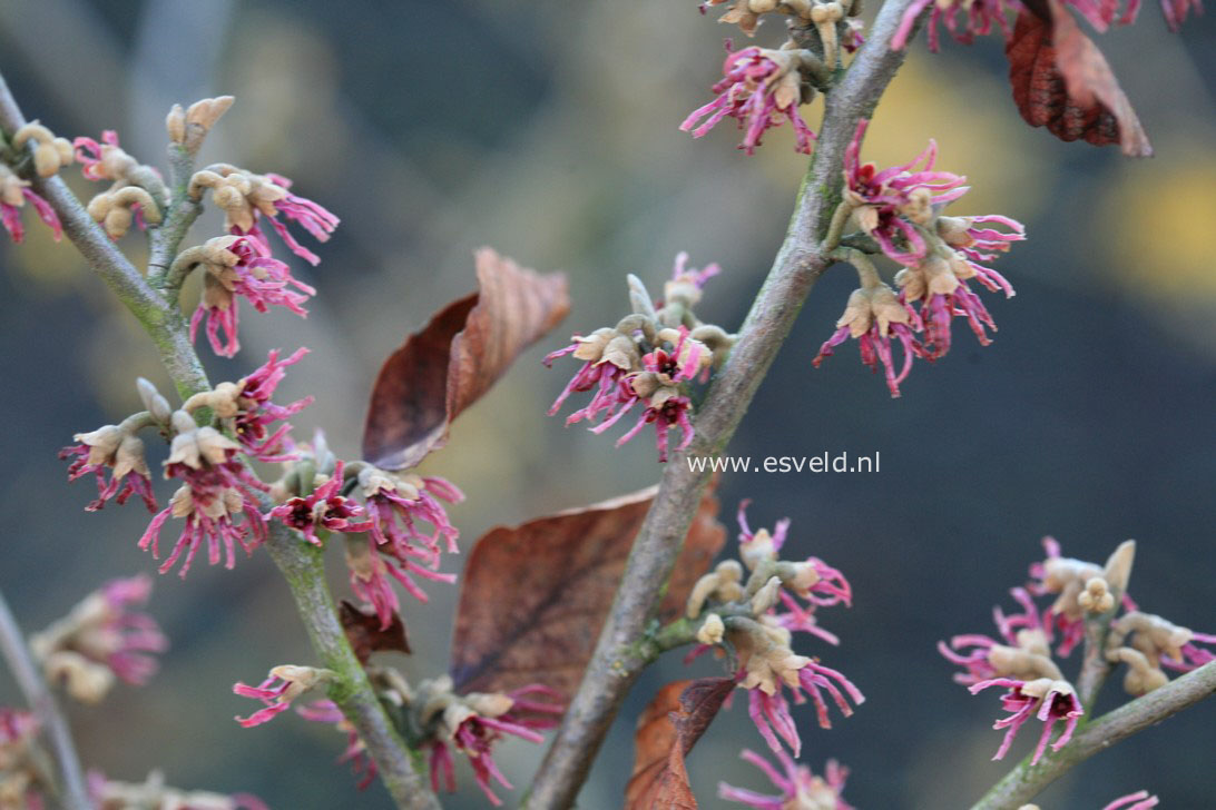 Hamamelis vernalis 'Amethyst'