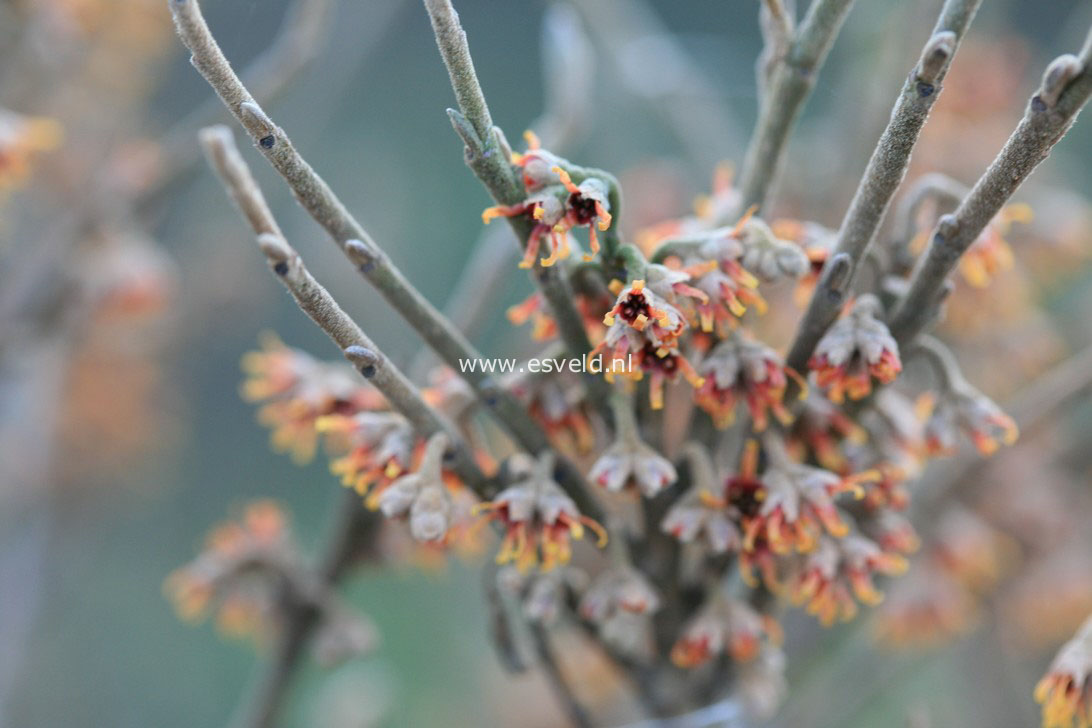 Hamamelis vernalis 'Quasimodo'