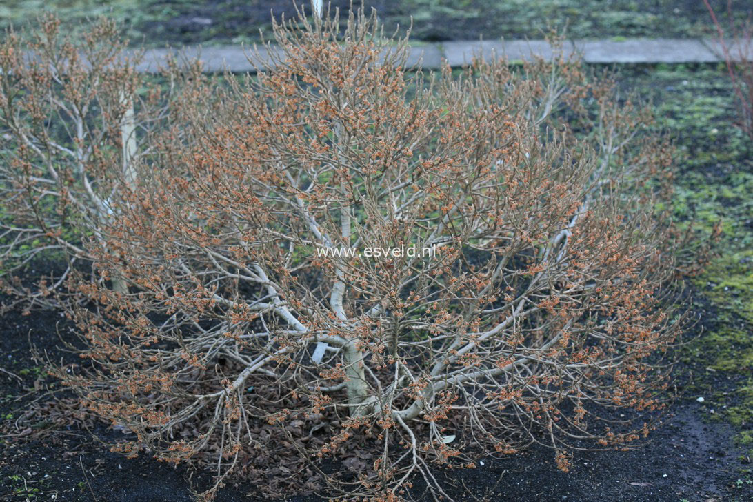 Hamamelis vernalis 'Quasimodo'