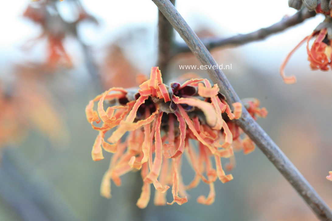 Hamamelis intermedia 'Aurora'