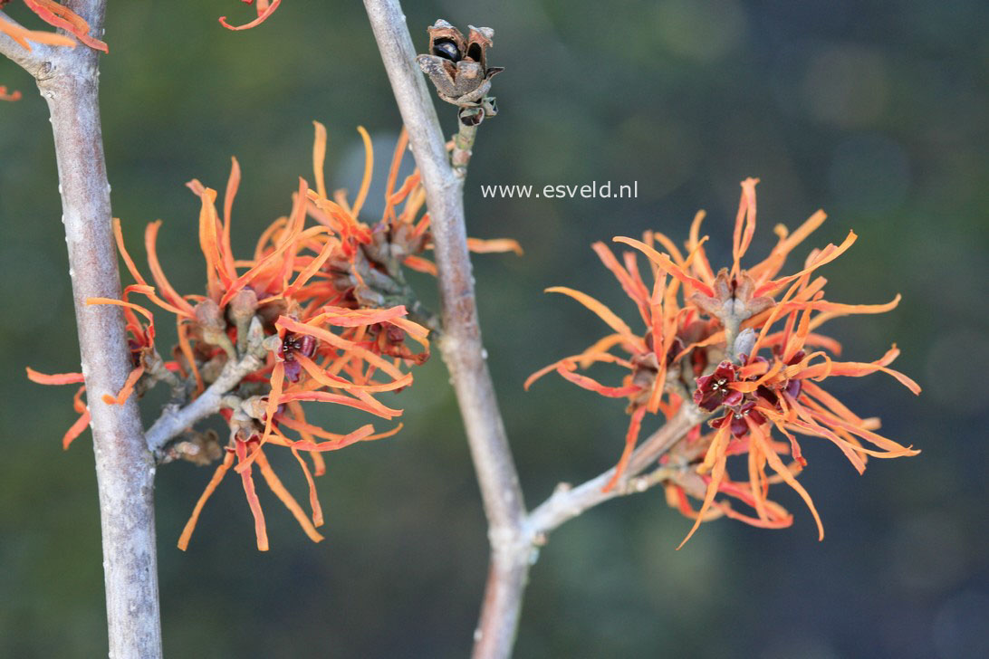 Hamamelis mollis 'Basma'