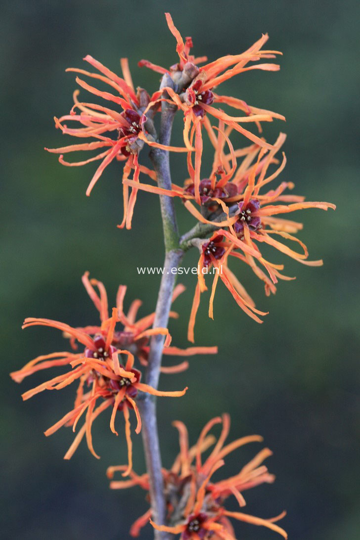 Hamamelis mollis 'Basma'
