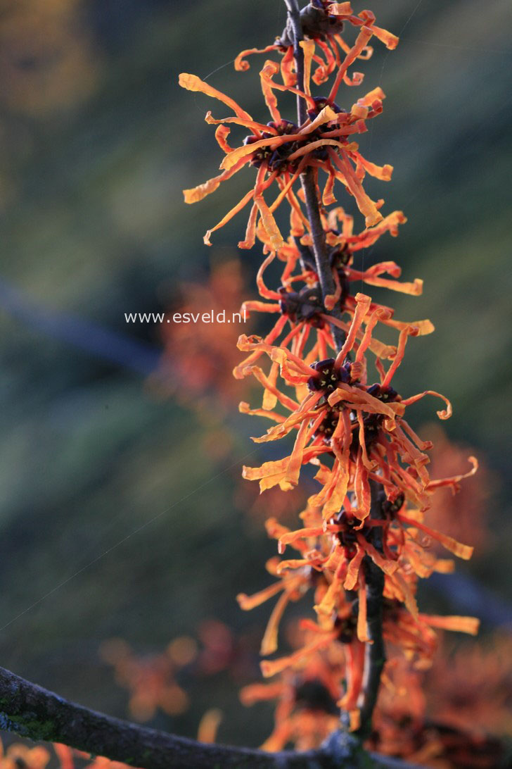 Hamamelis intermedia 'Aphrodite'