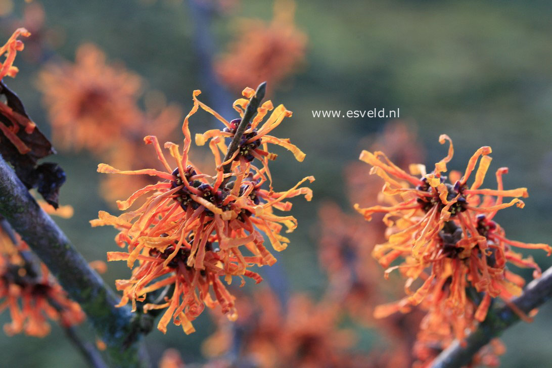 Hamamelis intermedia 'Aphrodite'