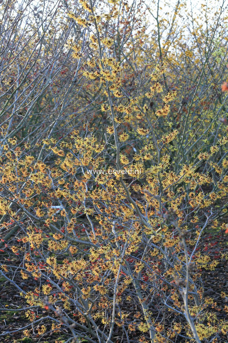 Hamamelis intermedia 'Orange Beauty'