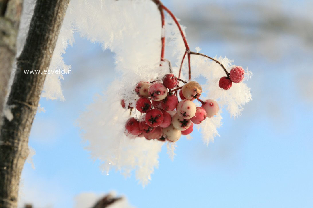 Sorbus hupehensis 'November Pink'