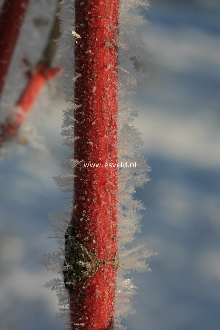 Acer conspicuum 'Phoenix'