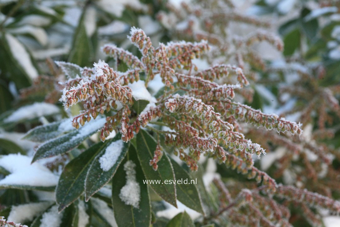 Pieris formosa 'Wakehurst'