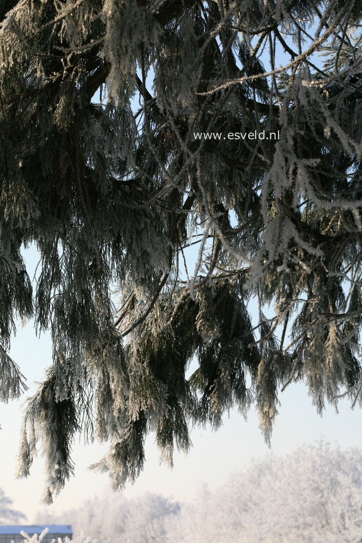 Sequoiadendron giganteum