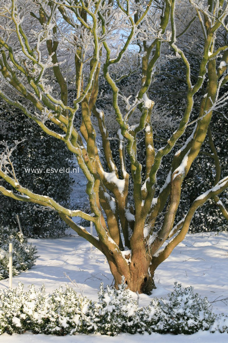 Acer shirasawanum 'Aureum'