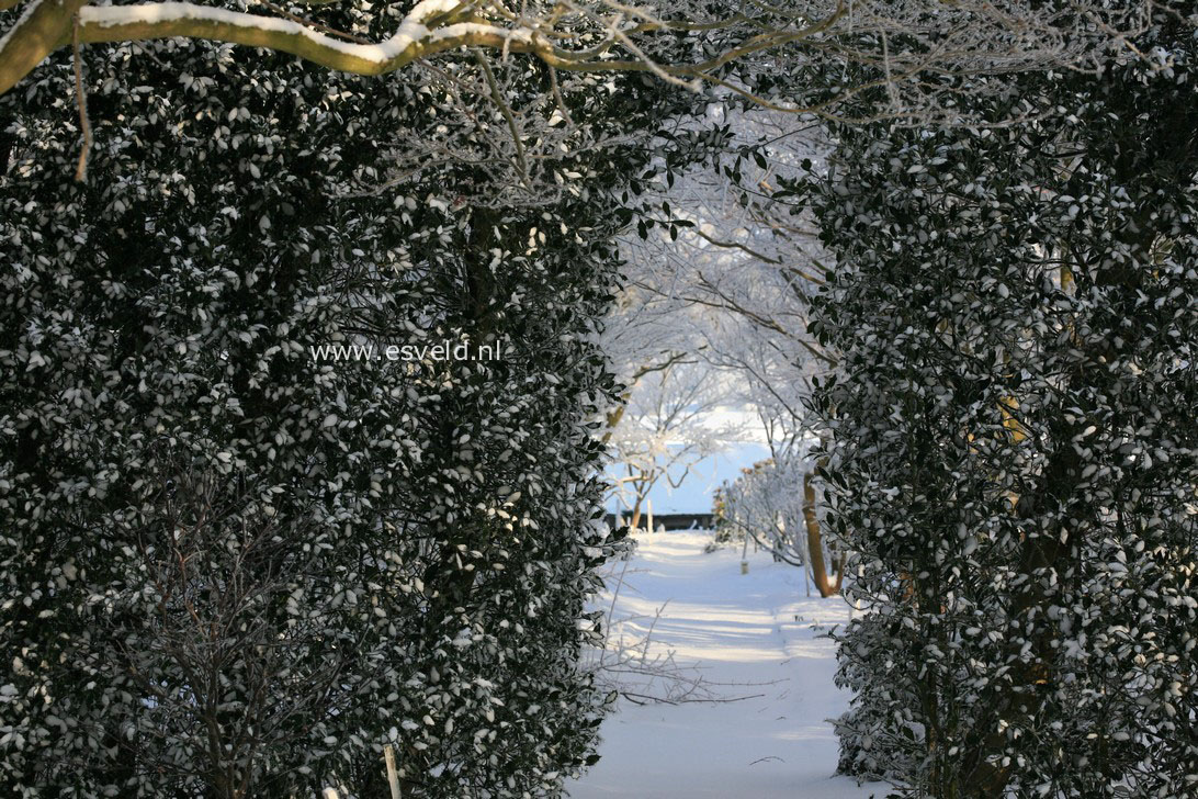 Ilex aquifolium