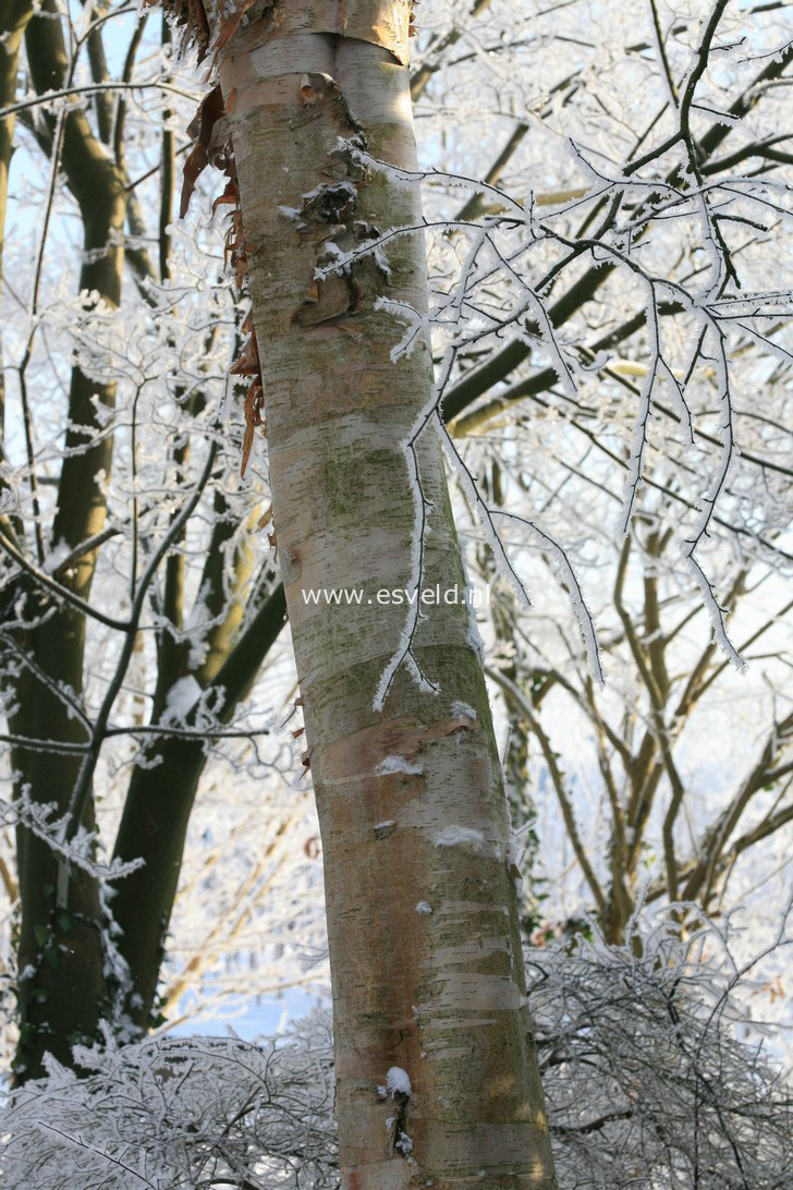 Betula albosinensis 'Fascination'